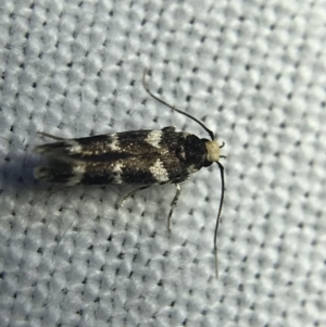 Limnaecia (genus) at Garran, ACT - 4 Mar 2022