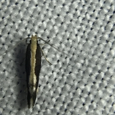 Labdia (genus) (A Curved-horn Moth) at Red Hill to Yarralumla Creek - 4 Mar 2022 by Tapirlord