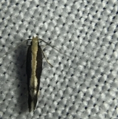 Labdia (genus) (A Curved-horn Moth) at Hughes Garran Woodland - 4 Mar 2022 by Tapirlord