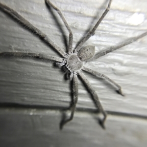 Isopeda sp. (genus) at Garran, ACT - 4 Mar 2022