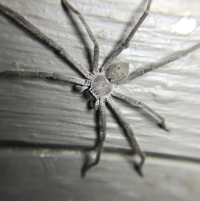 Isopeda sp. (genus) (Huntsman Spider) at Red Hill to Yarralumla Creek - 4 Mar 2022 by Tapirlord