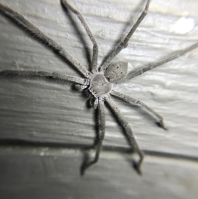 Isopeda (genus) (Huntsman Spider) at Garran, ACT - 4 Mar 2022 by Tapirlord
