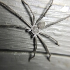 Isopeda sp. (genus) (Huntsman Spider) at Garran, ACT - 4 Mar 2022 by Tapirlord