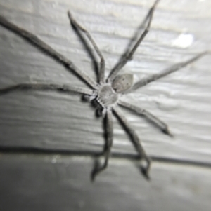 Isopeda sp. (genus) at Garran, ACT - 4 Mar 2022