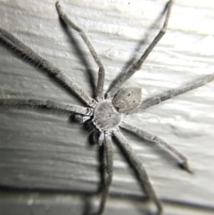 Isopeda sp. (genus) at Garran, ACT - 4 Mar 2022