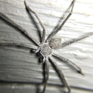 Isopeda sp. (genus) at Garran, ACT - 4 Mar 2022