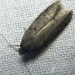 Oecophoridae (family) (Unidentified Oecophorid concealer moth) at Hughes Garran Woodland - 4 Mar 2022 by Tapirlord