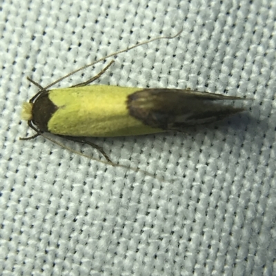 Edosa xystidophora (Tineid moth) at Hughes Garran Woodland - 4 Mar 2022 by Tapirlord