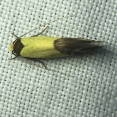 Edosa xystidophora (Tineid moth) at Hughes Garran Woodland - 4 Mar 2022 by Tapirlord