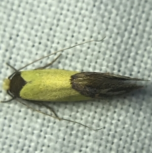 Edosa xystidophora at Garran, ACT - 4 Mar 2022