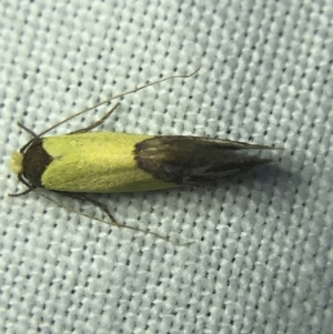 Edosa xystidophora at Garran, ACT - 4 Mar 2022