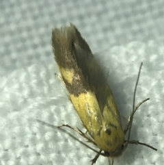 Stathmopoda crocophanes (Yellow Stathmopoda Moth) at Red Hill to Yarralumla Creek - 4 Mar 2022 by Tapirlord