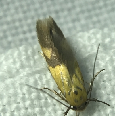 Stathmopoda crocophanes (Yellow Stathmopoda Moth) at Red Hill to Yarralumla Creek - 4 Mar 2022 by Tapirlord