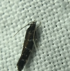 Stagmatophora argyrostrepta (A cosmet moth) at Red Hill to Yarralumla Creek - 4 Mar 2022 by Tapirlord