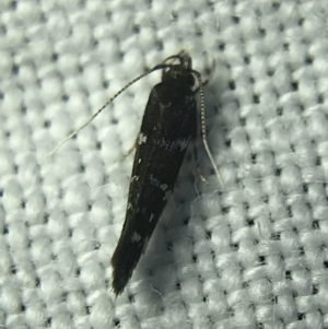 Stagmatophora argyrostrepta at Garran, ACT - 4 Mar 2022