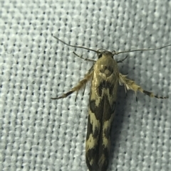 Stathmopoda melanochra (An Oecophorid moth (Eriococcus caterpillar)) at Hughes Garran Woodland - 4 Mar 2022 by Tapirlord