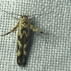 Stathmopoda melanochra at Garran, ACT - 4 Mar 2022 09:11 PM