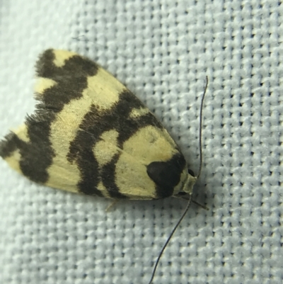 Thallarcha partita (Dark-banded Footman) at Red Hill to Yarralumla Creek - 4 Mar 2022 by Tapirlord