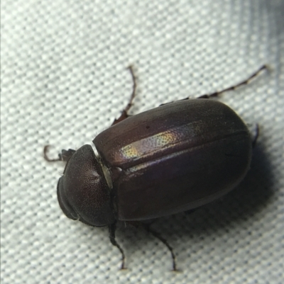 Melolonthinae sp. (subfamily) (Cockchafer) at Hughes Garran Woodland - 4 Mar 2022 by Tapirlord