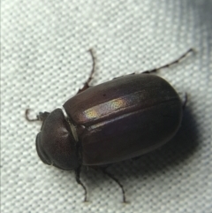 Melolonthinae sp. (subfamily) at Garran, ACT - 4 Mar 2022