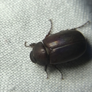 Melolonthinae sp. (subfamily) at Garran, ACT - 4 Mar 2022