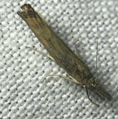 Faveria tritalis (Couchgrass Webworm) at Hughes Garran Woodland - 4 Mar 2022 by Tapirlord