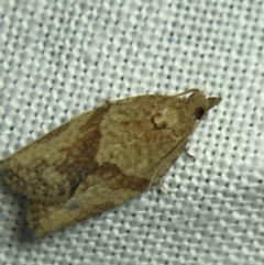 Epiphyas postvittana (Light Brown Apple Moth) at Garran, ACT - 4 Mar 2022 by Tapirlord
