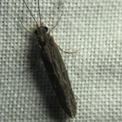 Trichoptera sp. (order) (Unidentified Caddisfly) at Hughes Garran Woodland - 4 Mar 2022 by Tapirlord