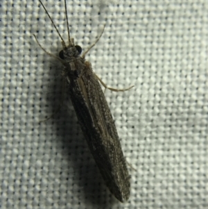 Trichoptera sp. (order) at Garran, ACT - 4 Mar 2022