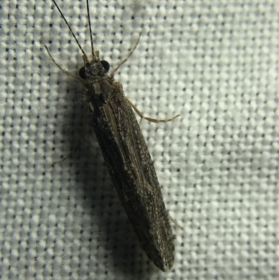 Trichoptera sp. (order) (Unidentified Caddisfly) at Hughes Garran Woodland - 4 Mar 2022 by Tapirlord