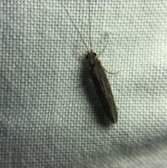 Trichoptera sp. (order) at Garran, ACT - 4 Mar 2022