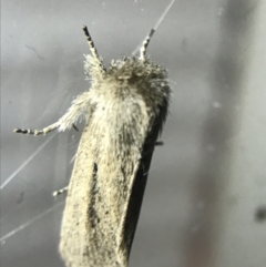 Bathytricha truncata (Sugarcane Stem Borer, Maned Moth) at Garran, ACT - 4 Mar 2022 by Tapirlord