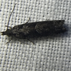 Spilonota constrictana (A Tortricid moth) at Red Hill to Yarralumla Creek - 4 Mar 2022 by Tapirlord