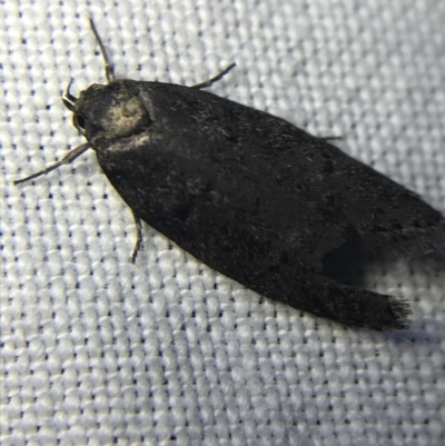 Oenochroa and Artiastis (genera) at Red Hill to Yarralumla Creek - 4 Mar 2022 by Tapirlord