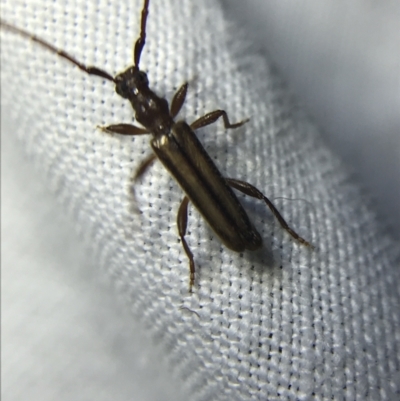 Phalota sp. (genus) (Longhorn beetle) at Red Hill to Yarralumla Creek - 4 Mar 2022 by Tapirlord
