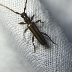 Phalota sp. (genus) (Longhorn beetle) at Hughes Garran Woodland - 4 Mar 2022 by Tapirlord