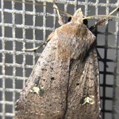 Diarsia intermixta (Chevron Cutworm, Orange Peel Moth.) at Red Hill to Yarralumla Creek - 4 Mar 2022 by Tapirlord