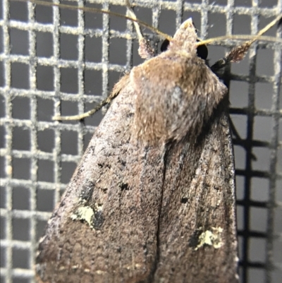 Diarsia intermixta (Chevron Cutworm, Orange Peel Moth.) at Garran, ACT - 4 Mar 2022 by Tapirlord