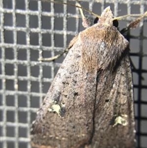 Diarsia intermixta at Garran, ACT - 4 Mar 2022 09:49 PM