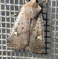 Diarsia intermixta at Garran, ACT - 4 Mar 2022