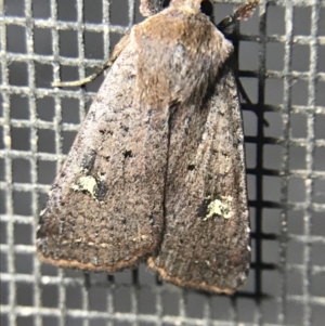 Diarsia intermixta at Garran, ACT - 4 Mar 2022