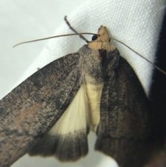 Fisera eribola (Orange-hooded Crest-moth) at Hughes Garran Woodland - 4 Mar 2022 by Tapirlord