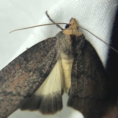 Fisera eribola (Orange-hooded Crest-moth) at Hughes Garran Woodland - 4 Mar 2022 by Tapirlord