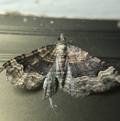 Epyaxa subidaria (Subidaria Moth) at Hughes Garran Woodland - 4 Mar 2022 by Tapirlord