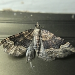 Epyaxa subidaria at Garran, ACT - 4 Mar 2022 10:11 PM