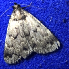 Mormoscopa phricozona (A Herminiid Moth) at Hughes Garran Woodland - 4 Mar 2022 by Tapirlord