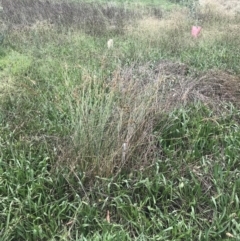 Juncus sp. (A Rush) at Hughes, ACT - 6 Mar 2022 by Tapirlord