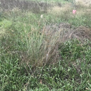 Juncus sp. at Hughes, ACT - 6 Mar 2022 02:23 PM