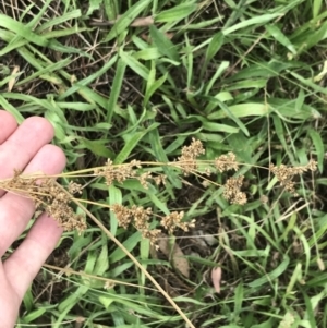 Juncus sp. at Hughes, ACT - 6 Mar 2022