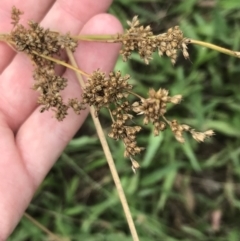 Juncus sp. at Hughes, ACT - 6 Mar 2022